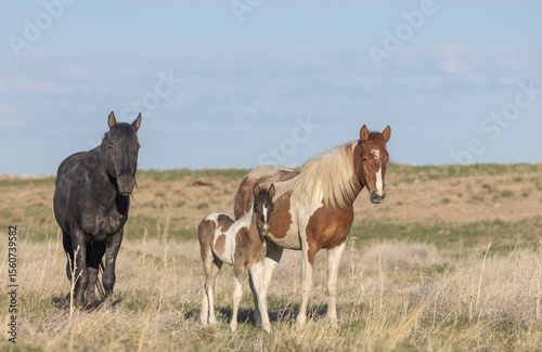 Wild Horses in the Utah Desert in Springtime