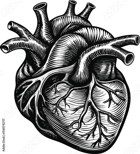 Detailed anatomical human heart silhouette isolated on transparent background