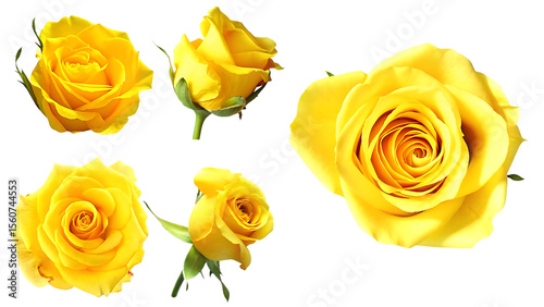 Fototapeta Naklejka Na Ścianę i Meble -  high quality image of four vibrant yellow roses isolated on white background PNG, ai generated