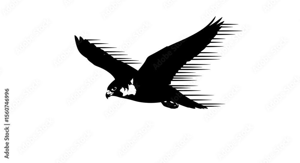 Obraz premium Eagle in Flight – Dynamic Black and White Bird Silhouette