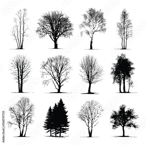 birch tree silhouette set, Black & White silhouette set