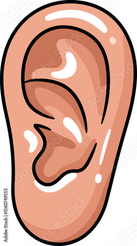 Human Ear Anatomy - Hearing Organ & Body Part