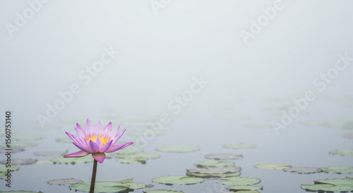 池に咲く美しいピンクの蓮の花 清らかで神聖な仏教文化の象徴