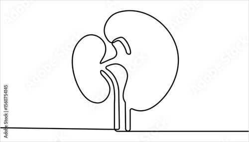 Human kidneys continuous one line drawing vector illustration. Human organ, kidney outline drawing illustration. Kidney human organ one line art drawing. Human kidneys with ureters one line art.