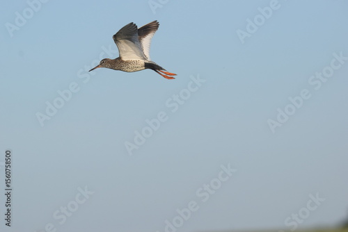 Rotschenkel im Flug