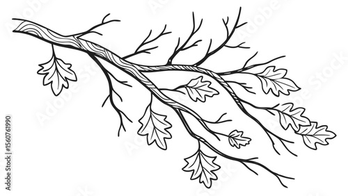 Black and white line art illustration of oak tree branch with leaves isolated on a white background.