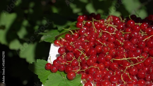Many red berries of ripe currant on a natural blurred background. Concept of agriculture, harvest.