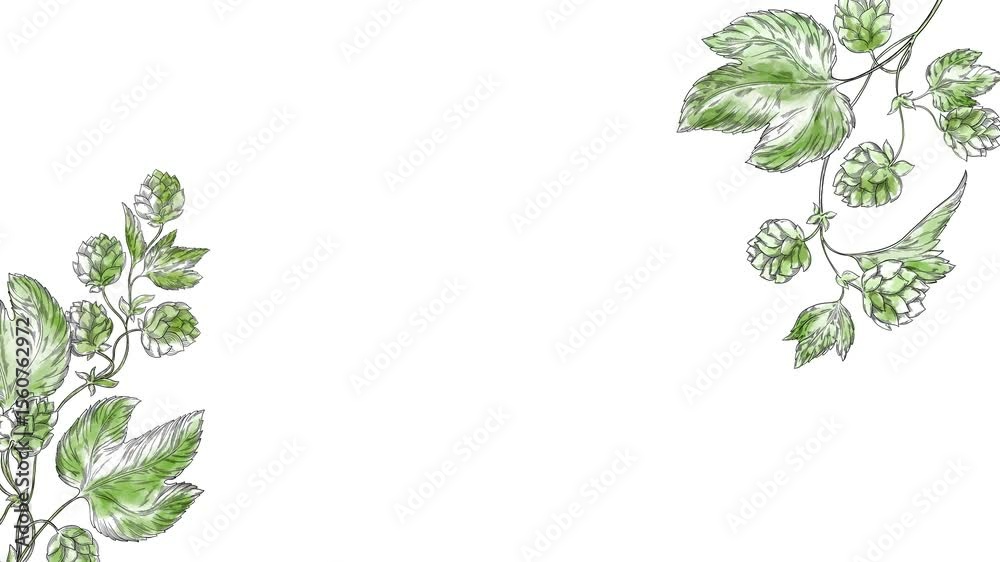 Animated video background featuring hop branches with cones and leaves, ideal for beer branding, brewing presentations, brewery ads, or botanical and floral themed motion designs. Floral, leaves.