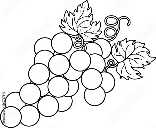 Grape line vector illustration isolated on white background