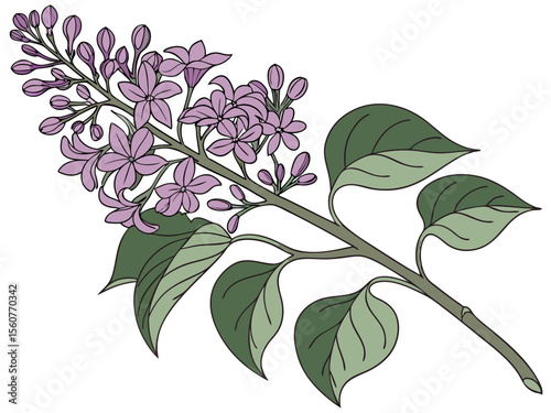 Stylized vector illustration of a lilac branch suitable for eco-conscious cosmetic brands, aromatherapy products and botanical packaging
