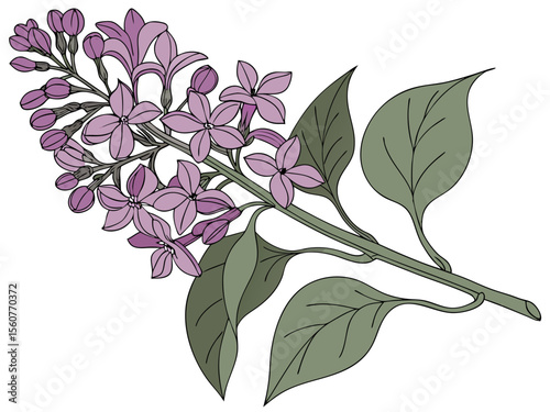 Vector illustration of a blooming lilac branch for use in organic skincare packaging, eco-friendly labels and natural beauty branding