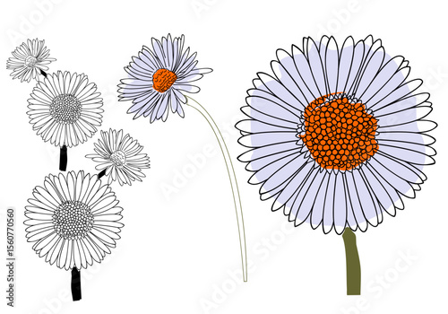 Hand Drawn Daisy Flower Illustration with Colored and Outline Petals for Botanical Art Floral Design and Nature Decoration