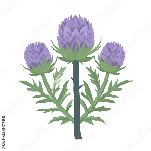 Tableau sur toile Flat 2D Cardoon illustration, vector graphic in icon style, on white background