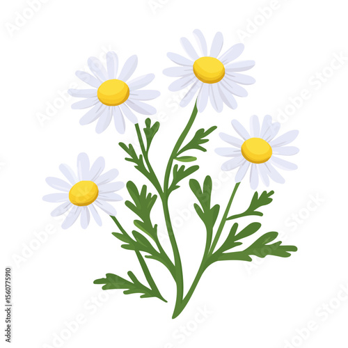 Chamomile Herb, flat style 2D vector image, isolated on a white background