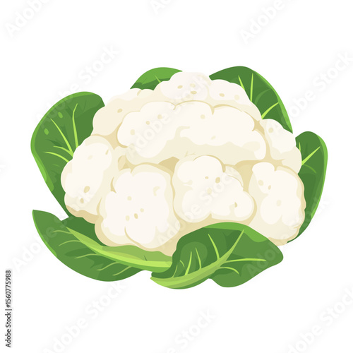 Cauliflower, flat style 2D vector image, isolated on a white background