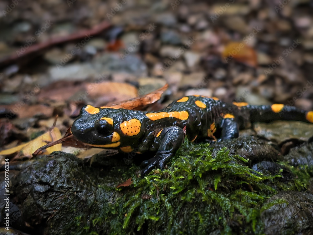 Obraz premium Close-up of a vividly spotted salamander moving through moss and leaves on a rainy day in the Bükk Mountains.