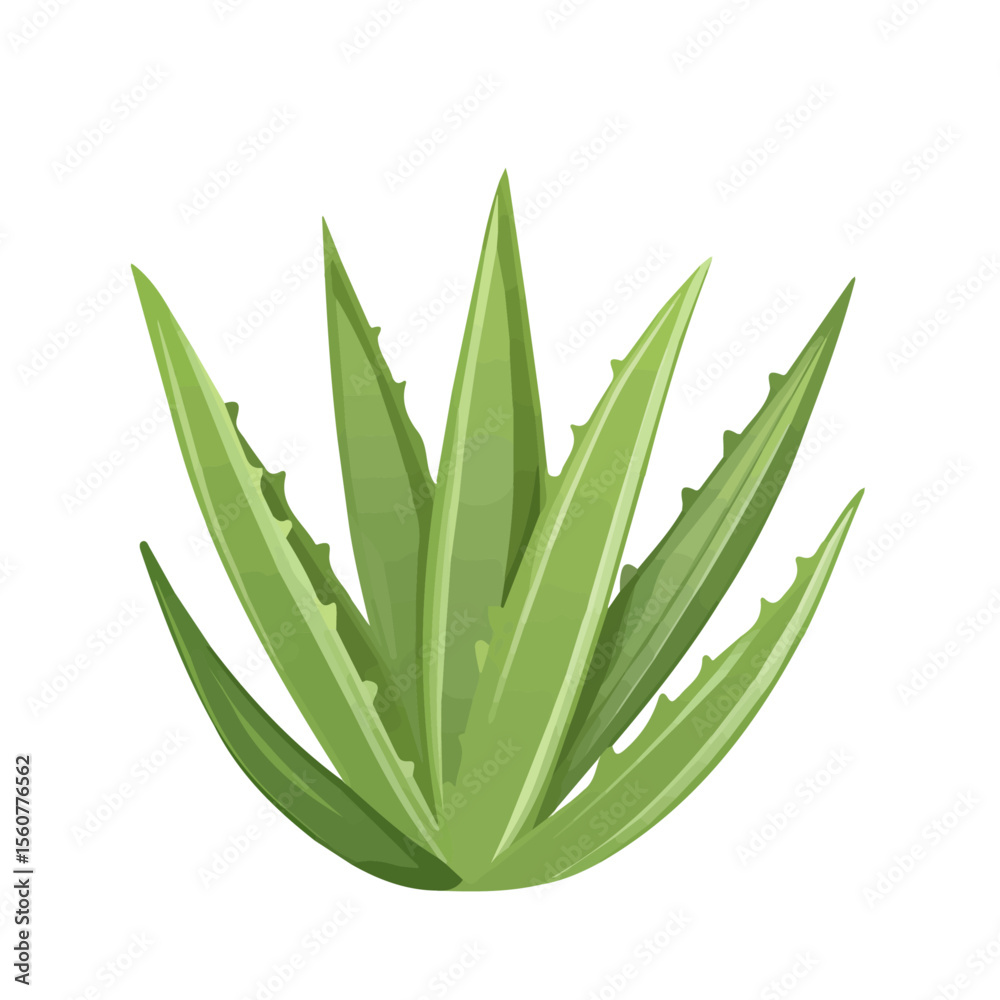 Fototapeta premium Minimal flat vector of a Aloe Vera, 2D icon-style illustration on white background