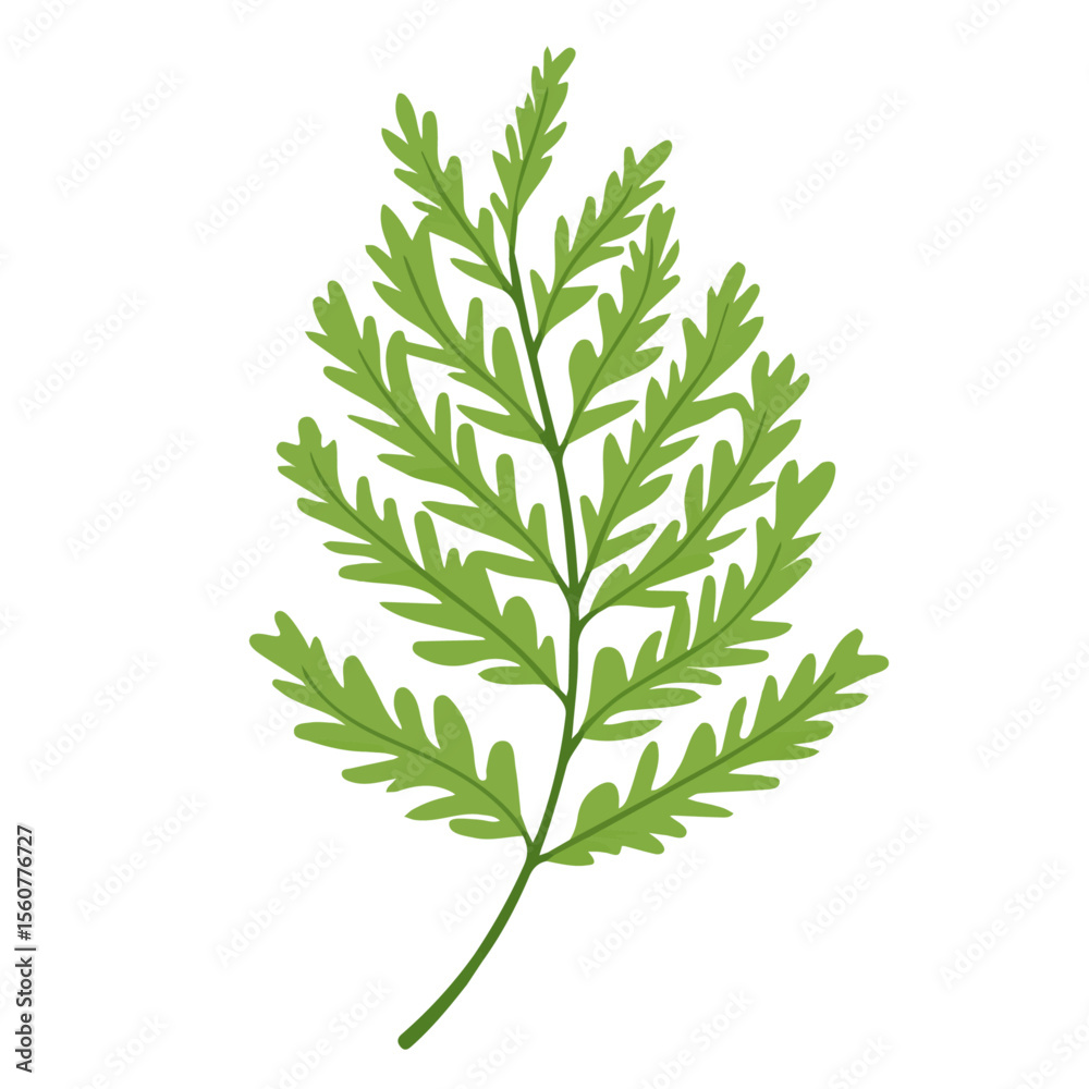 Fototapeta premium Asparagus Fern, flat style 2D vector image, isolated on a white background