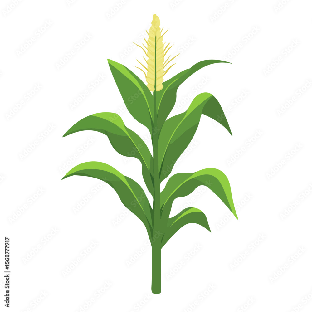 Fototapeta premium Corn Plant, flat style 2D vector image, isolated on a white background