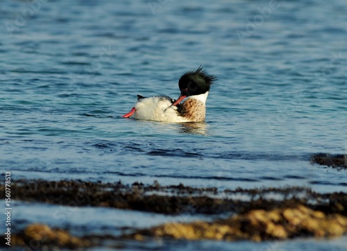 Male Red-breasted Merganser preening feathers in calm water