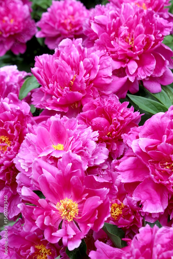 Obraz premium Background of bright pink peonies.
