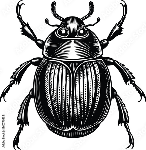 Detailed Illustration of a Dung Beetle High-Resolution Vector Graphic for Entomology, Nature, and Art Projects