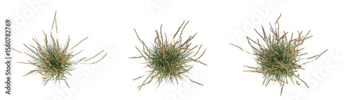 Calamagrostis x acutiflora karl foerste Tree plan top view 4k cutout isolate	