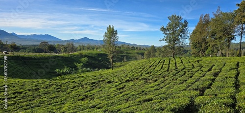 A tea field on the mountain top.