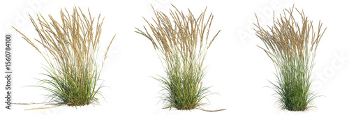 Calamagrostis x acutiflora karl foerste Tree 4k cutout transparent background	