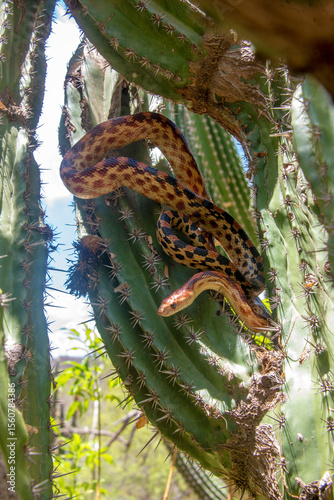 Cape gopher snake (Pituophis catenifer vertebralis) hunting for birds nests on a cactus in the Mexican desert in the peninsula of Baja California