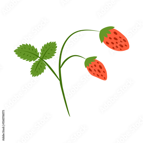 Cute hand drawn colorful small wild strawberries bush isolated on white background. Cute garden or forest strawberries.