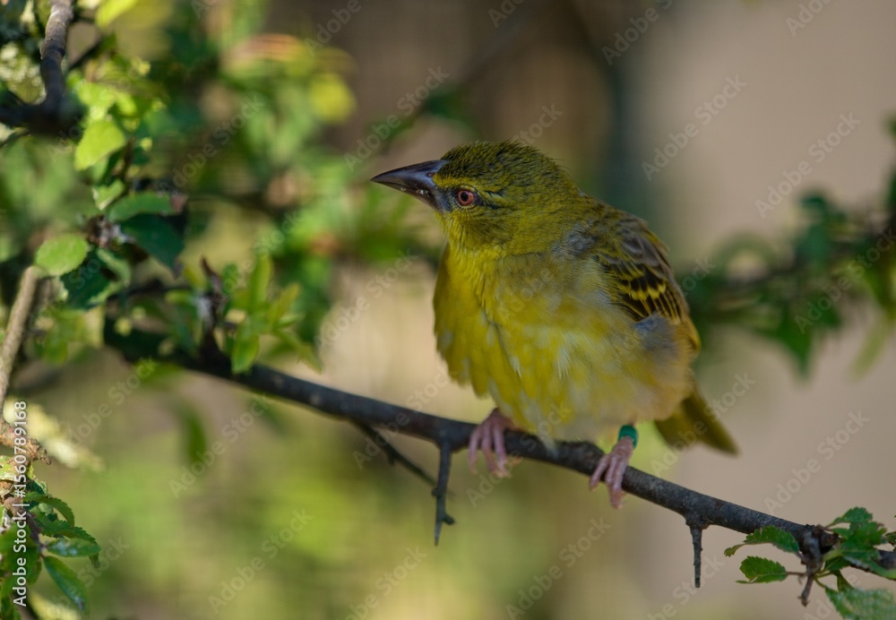 Fototapeta premium Village Weaver