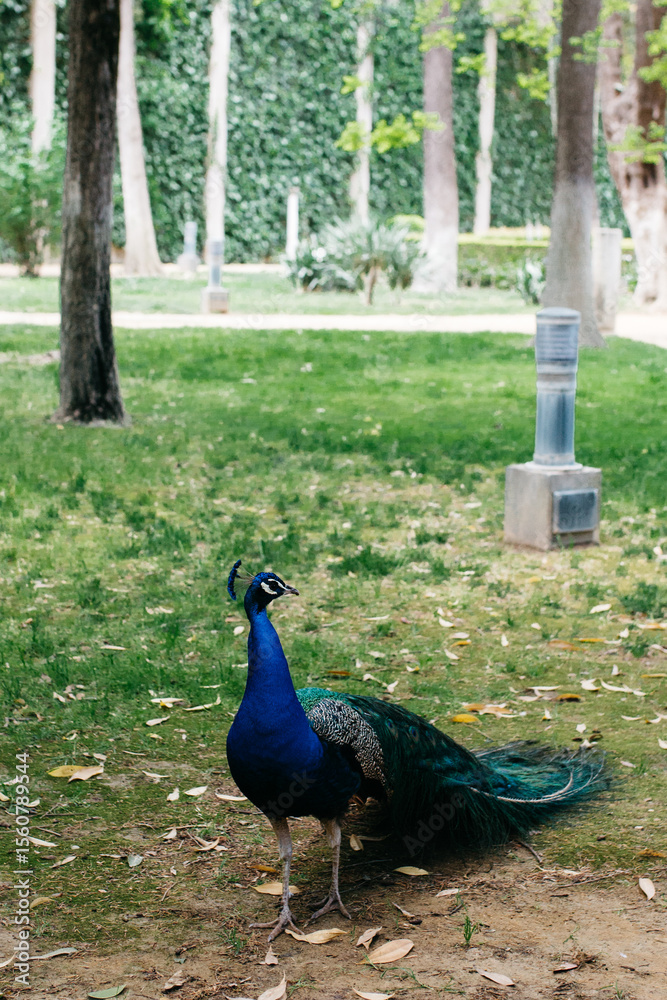 Obraz premium A beautiful and royal peacock