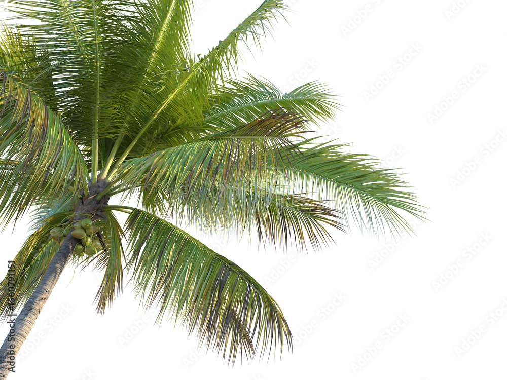 Fototapeta premium Coconut tree corner cutout png