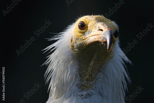 Obraz na plátně Egyptian vulture