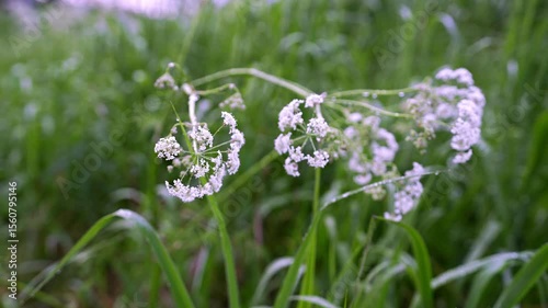 Witness the delicate white flowers swaying gently in the spring breeze along Finland's coastline. The vibrant greenery and tranquil atmosphere invite relaxation and reflection in nature.	