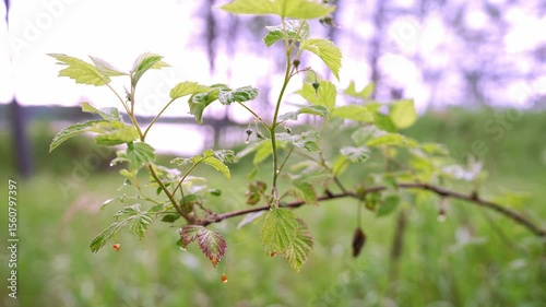 Relax by the calm sea water of Finland during springtime. Lush greenery surrounds peaceful waters, offering a serene setting for nature lovers and those seeking tranquility.	