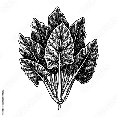 Fresh Green Spinach Leaves Bunch Organic Vegetable Vintage Black and White Outline Line Art Drawing Detailed Illustration