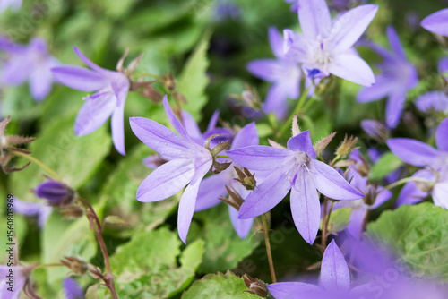 Flower garden Campanula Poscharskyana photographed close up