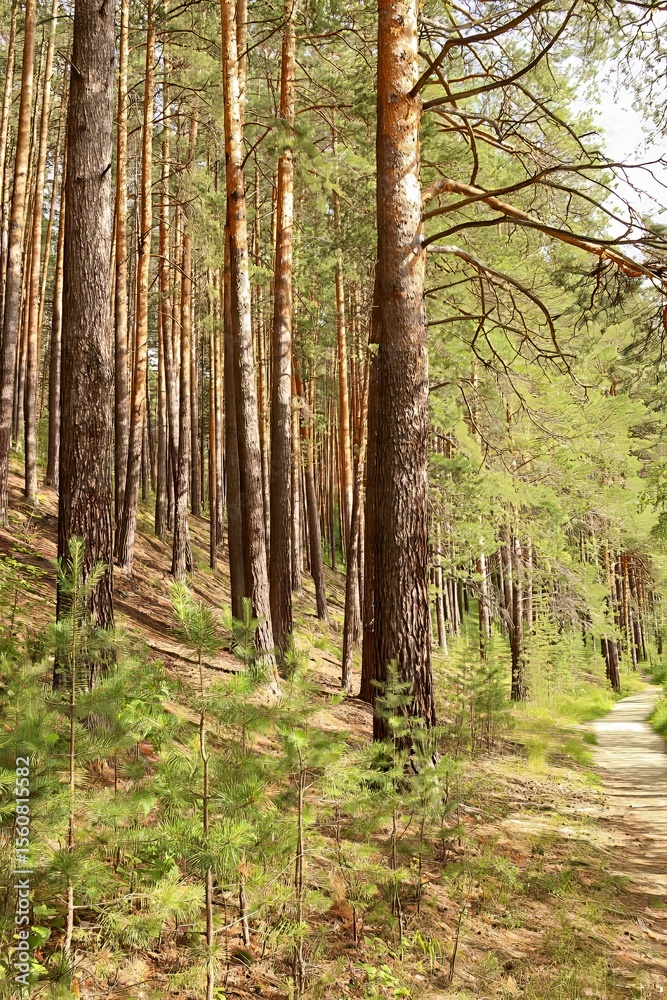 Naklejka premium Sunny Pine Forest Trail in Summer