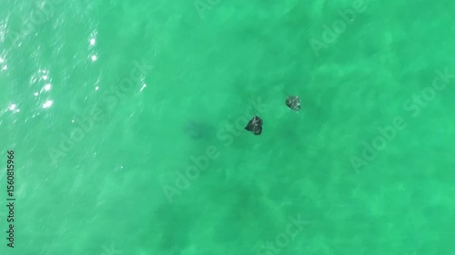 Stringray 