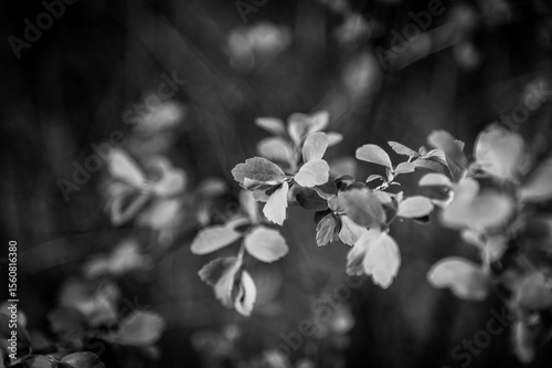 black and white