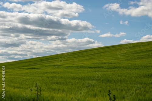Lush green wheat fields stretch across rolling hills beneath a bright sky filled with fluffy clouds, showcasing the beauty of rural agriculture