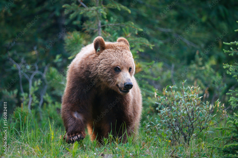 Wild grizzly bear seeing near the road Wild grizzly bear seeing near the road