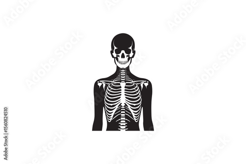 A human skeleton  silhouette with a simple, understated design set against a white background 