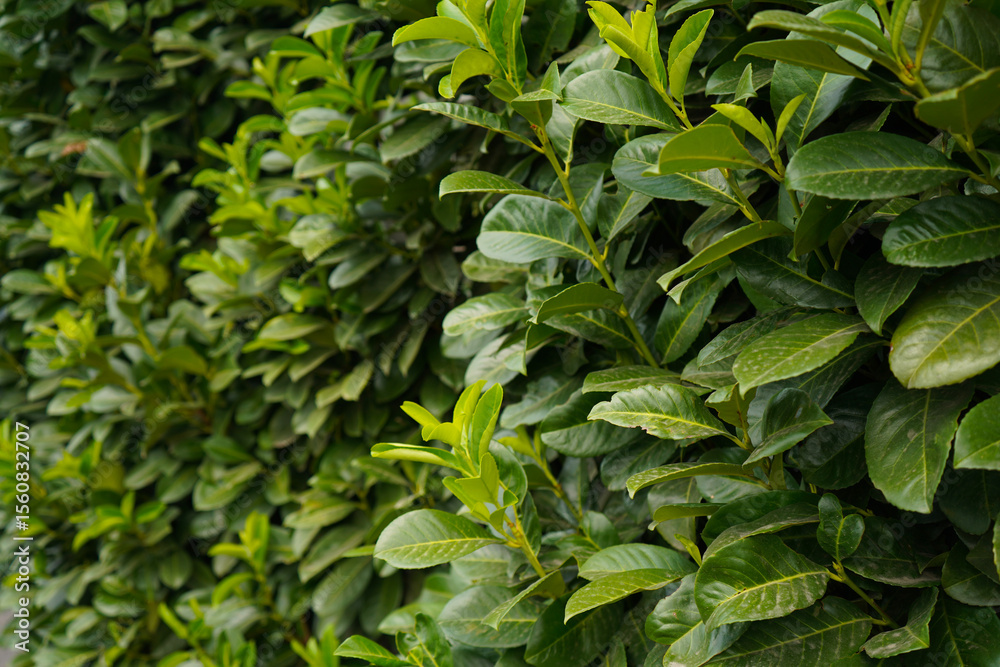 Obraz premium laurel bush hedge close up