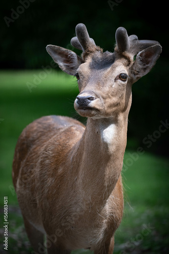 Dammhirsch