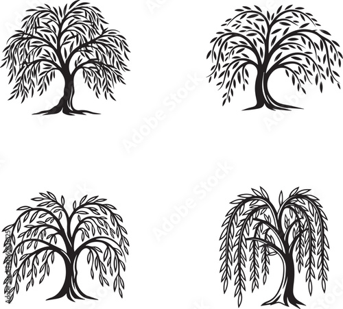 vector illustration of willow tree