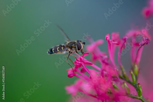 Schwebfliege beim Nektar trinken