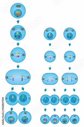 diagram of the stages of meiosis in animal cells